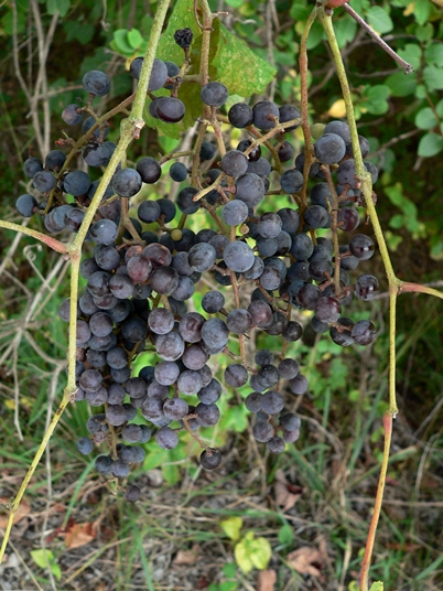 {Vitis vulpina}